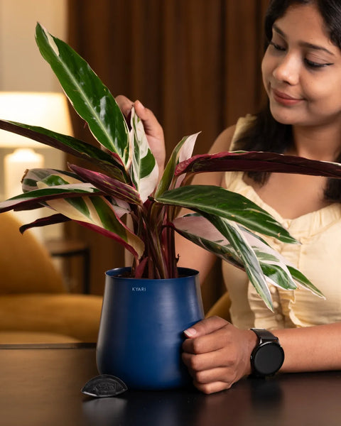 Calathea Triostar Plant with Medium Metal Self Watering Pot