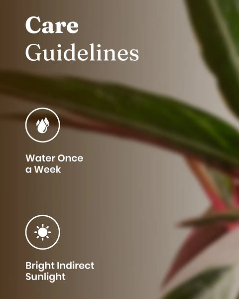 Calathea Triostar Plant with Medium Metal Self Watering Pot