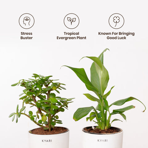 Lucky Jade & Peace Lily Plant Combo Self Watering Pot