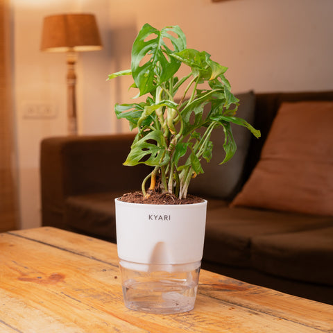Broken Heart, Lucky Bamboo & Calathea Triostar Plant Combo
