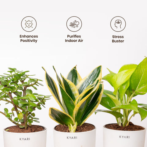 Lucky Jade, Golden Money & Golden Hahnii Snake Plant Combo