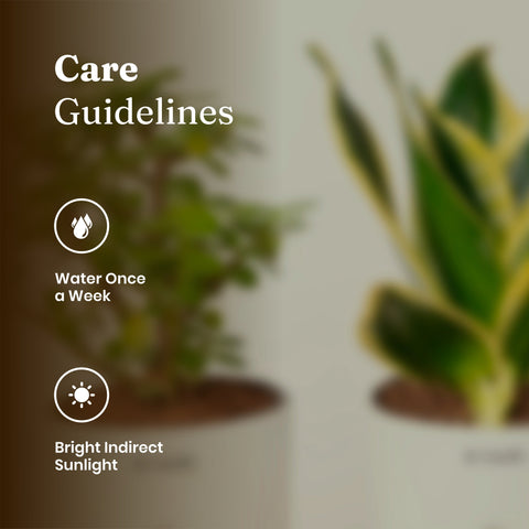 Lucky Jade & Golden Hahnii Snake Plant Combo Self Watering Pot