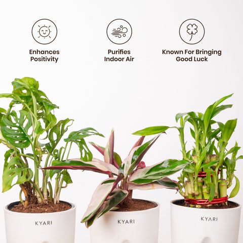 Broken Heart, Lucky Bamboo & Calathea Triostar Plant Combo