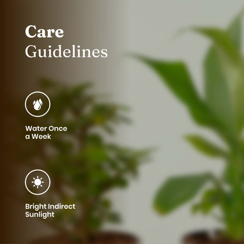 Lucky Jade & Peace Lily Plant Combo Self Watering Pot