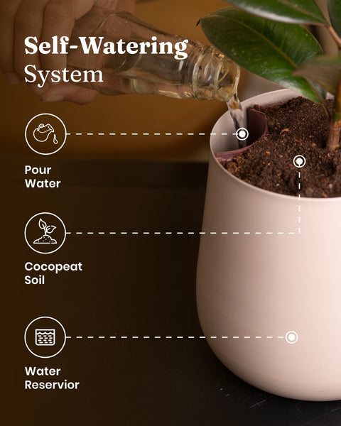 Golden Money Plant with Medium Metal Self Watering Pot