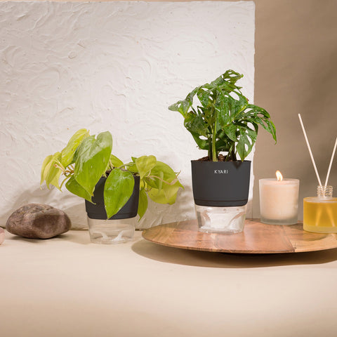 Set of 2 - Golden Money & Philodendron Broken Heart Plant