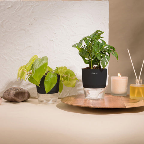 Set of 2 - Golden Money & Philodendron Broken Heart Plant