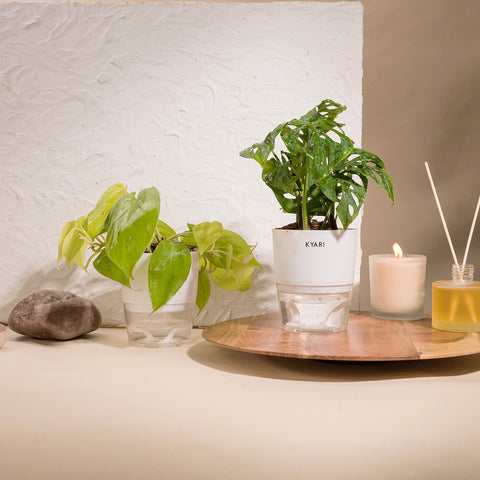 Set of 2 - Golden Money & Philodendron Broken Heart Plant