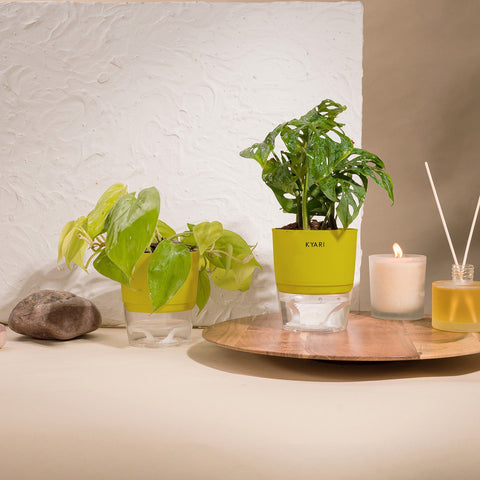 Set of 2 - Golden Money & Philodendron Broken Heart Plant