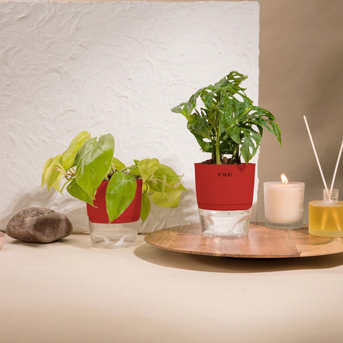 Set of 2 - Golden Money & Philodendron Broken Heart Plant