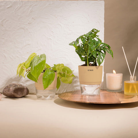 Set of 2 - Golden Money & Philodendron Broken Heart Plant