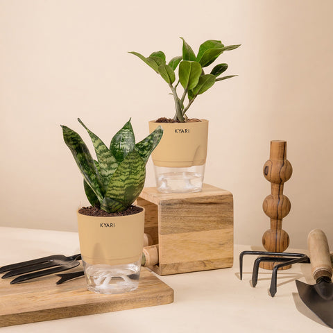 Set of 2 - Green Snake & ZZ - Zamia Green Plant