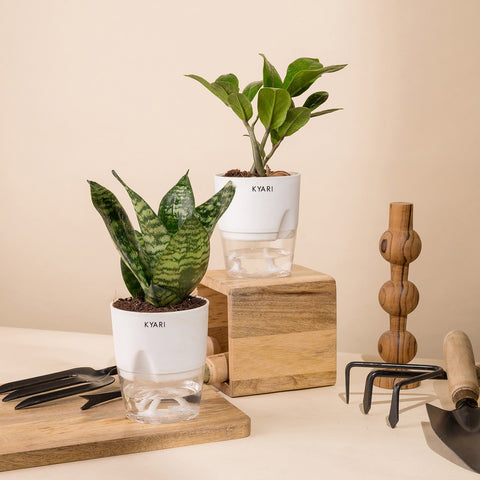Set of 2 - Green Snake & ZZ - Zamia Green Plant