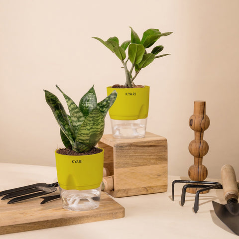 Set of 2 - Green Snake & ZZ - Zamia Green Plant