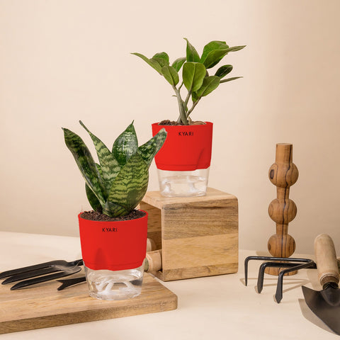 Set of 2 - Green Snake & ZZ - Zamia Green Plant