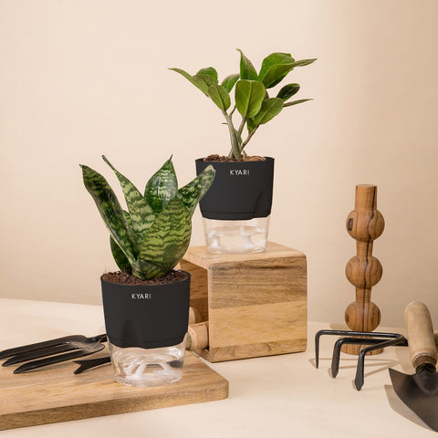Set of 2 - Green Snake & ZZ - Zamia Green Plant