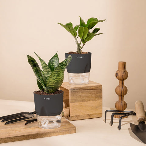Set of 2 - Green Snake & ZZ - Zamia Green Plant