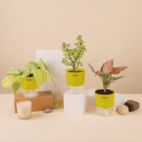 Set of 3 - Aglaonema Pink Valentine & Lucky Jade & Golden Money Plant