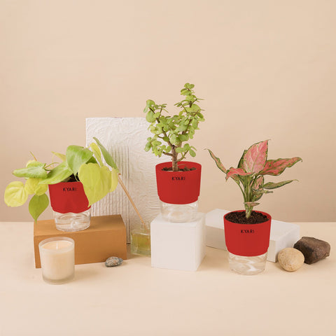 Set of 3 - Aglaonema Pink Valentine & Lucky Jade & Golden Money Plant