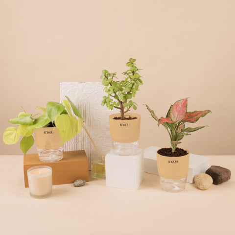 Set of 3 - Aglaonema Pink Valentine & Lucky Jade & Golden Money Plant