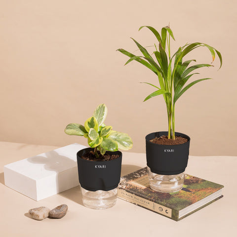 Set of 2 - Areca Palm & Peperomia Variegated Plant