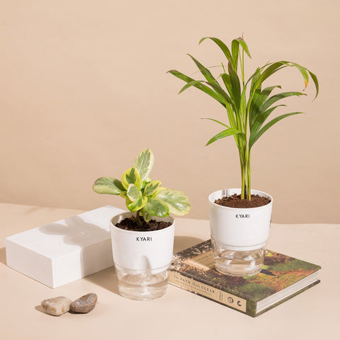Set of 2 - Areca Palm & Peperomia Variegated Plant