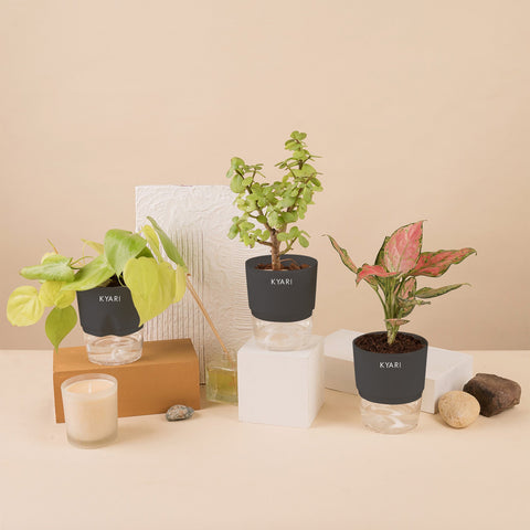 Set of 3 - Aglaonema Pink Valentine & Lucky Jade & Golden Money Plant