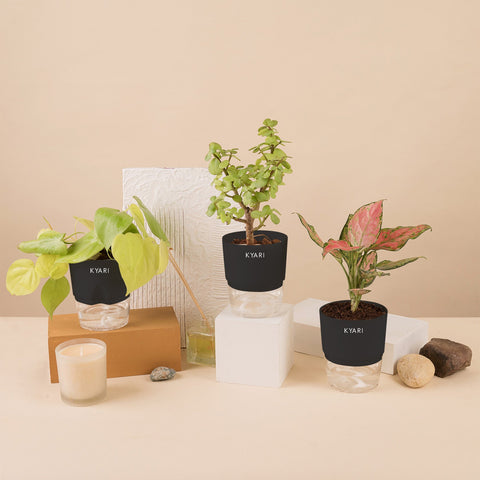 Set of 3 - Aglaonema Pink Valentine & Lucky Jade & Golden Money Plant