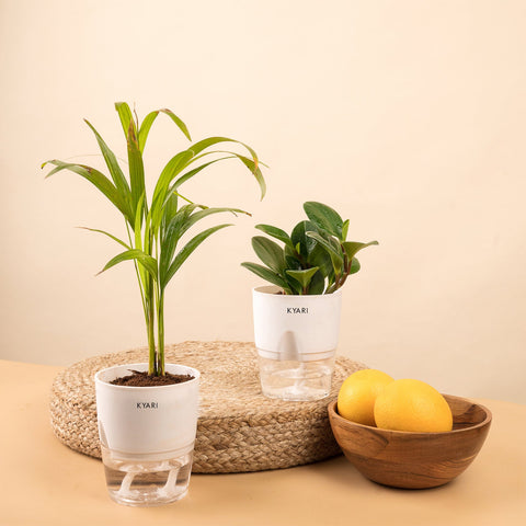 Set of 2 - Peperomia Green & Areca Palm Plant