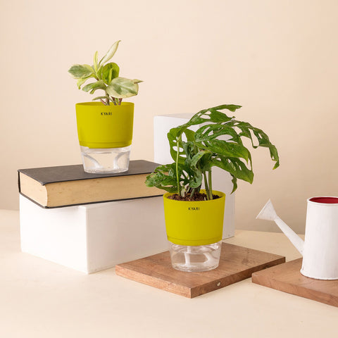 Set of 2 - Peperomia Variegated & Philodendron Broken Heart Plant