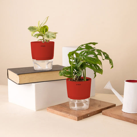 Set of 2 - Peperomia Variegated & Philodendron Broken Heart Plant