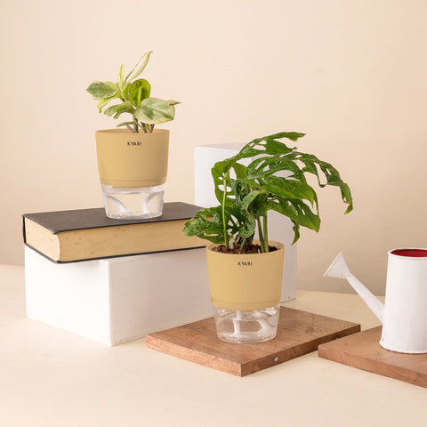 Set of 2 - Peperomia Variegated & Philodendron Broken Heart Plant