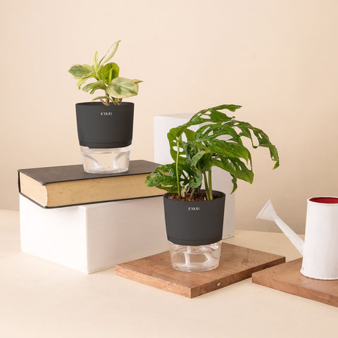 Set of 2 - Peperomia Variegated & Philodendron Broken Heart Plant