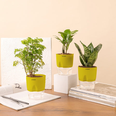 Set of 3 - Aralia Green & ZZ - Zamia Green & Green Snake Plant