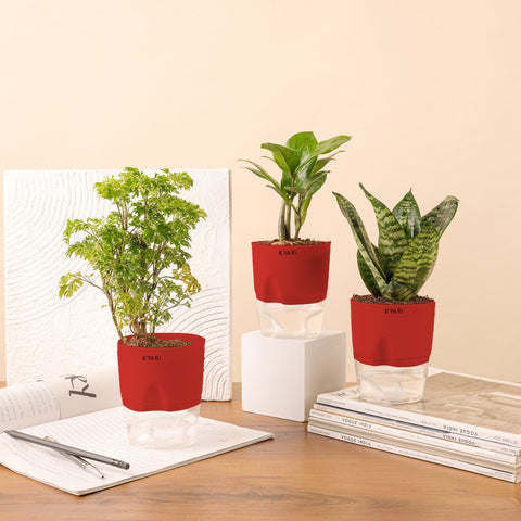 Set of 3 - Aralia Green & ZZ - Zamia Green & Green Snake Plant