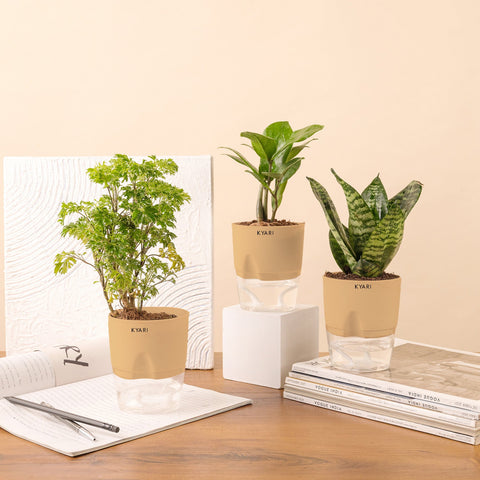 Set of 3 - Aralia Green & ZZ - Zamia Green & Green Snake Plant