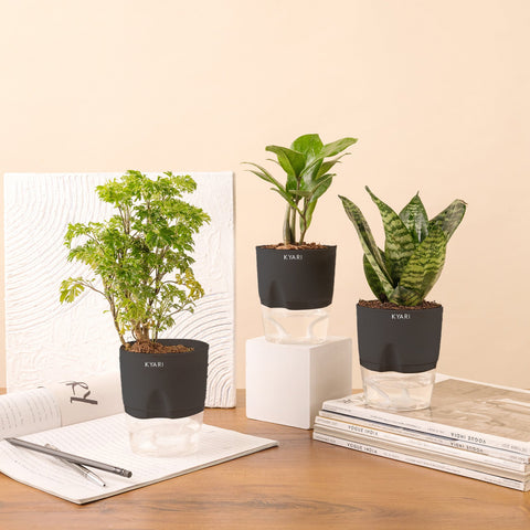 Set of 3 - Aralia Green & ZZ - Zamia Green & Green Snake Plant