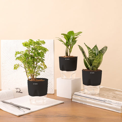 Set of 3 - Aralia Green & ZZ - Zamia Green & Green Snake Plant