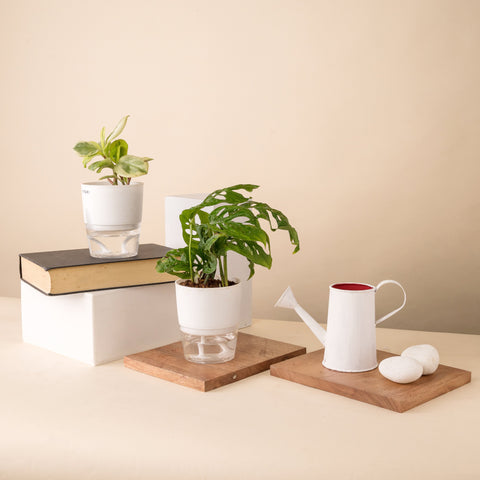 Set of 2 - Peperomia Variegated & Philodendron Broken Heart Plant