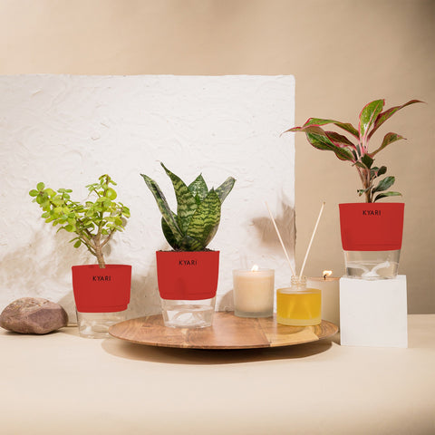Set of 3 - Aglaonema Lipstick & Green Snake & Lucky Jade Plant