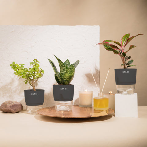 Set of 3 - Aglaonema Lipstick & Green Snake & Lucky Jade Plant