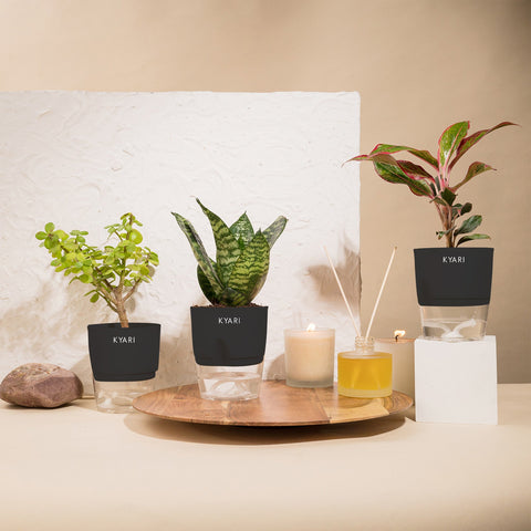 Set of 3 - Aglaonema Lipstick & Green Snake & Lucky Jade Plant