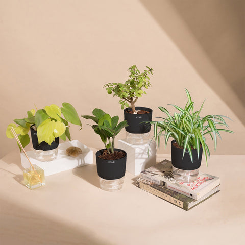 Set of 4 - ZZ - Zamia Green & Golden Money & Lucky Jade & Spider Plant