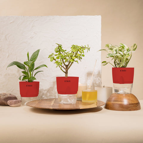 Set of 3 - Lucky Jade & Money N'Joy & Peace Lily Plant