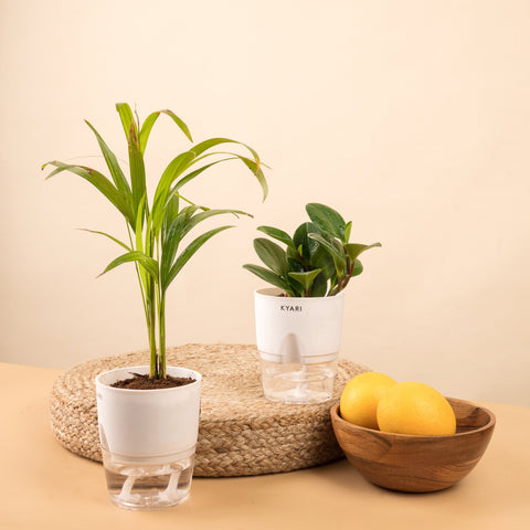 Set of 2 - Peperomia Green & Areca Palm Plant