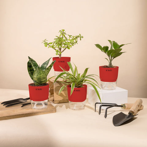 Set of 4 - Green Snake & ZZ - Zamia Green & Lucky Jade & Spider Plant