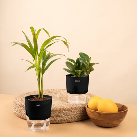 Set of 2 - Peperomia Green & Areca Palm Plant