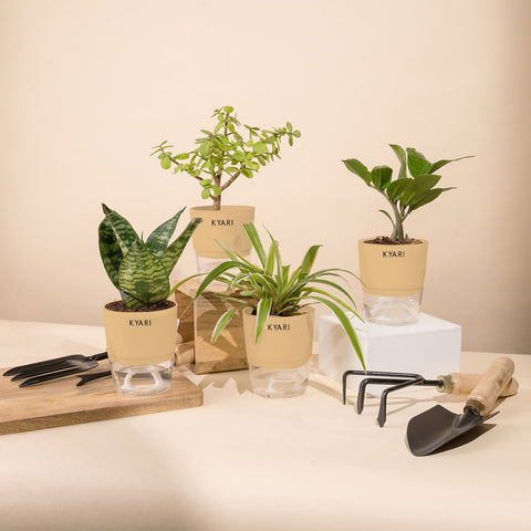 Set of 4 - Green Snake & ZZ - Zamia Green & Lucky Jade & Spider Plant