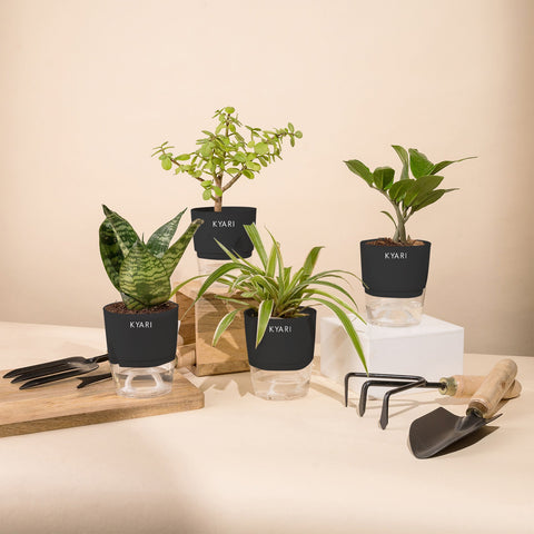 Set of 4 - Green Snake & ZZ - Zamia Green & Lucky Jade & Spider Plant