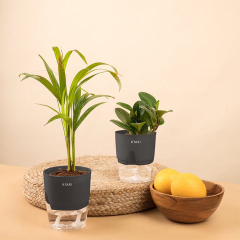 Set of 2 - Peperomia Green & Areca Palm Plant